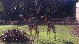 Tel Aviv Family Fun | The Ramat Gan Safari