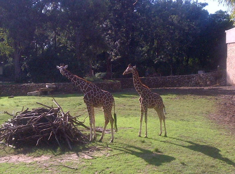 Tel Aviv Family Fun | The Ramat Gan Safari